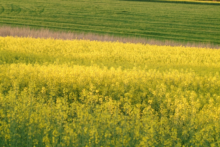Endress+Hauser EcoVadis Premium Report